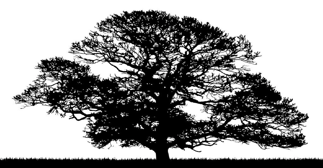 Oak Tree Clipart #24907